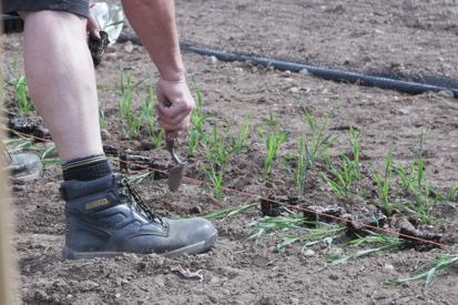 Motion to Regret withdrawn following majority Peer support for Genetic Technology (Precision Breeding) Regulations Image