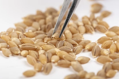 Global model for post-Brexit food and farming regulation would help the UK meet climate changes  Image