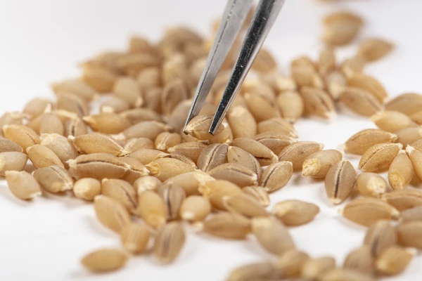 Global model for post-Brexit food and farming regulation would help the UK meet climate changes  Image