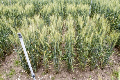 Prioritise agri-tech innovation to address global food security concerns, says new report  Image