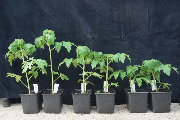 ABC welcomes the passage of the Genetic Technology (Precision Breeding) Act in the UK   Image