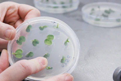 ABC welcomes Genetic Technologies (Precision Breeding) Bill  Image