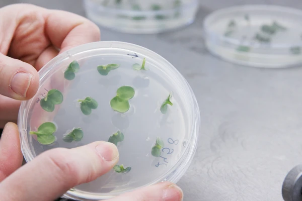 ABC welcomes Genetic Technologies (Precision Breeding) Bill  Image