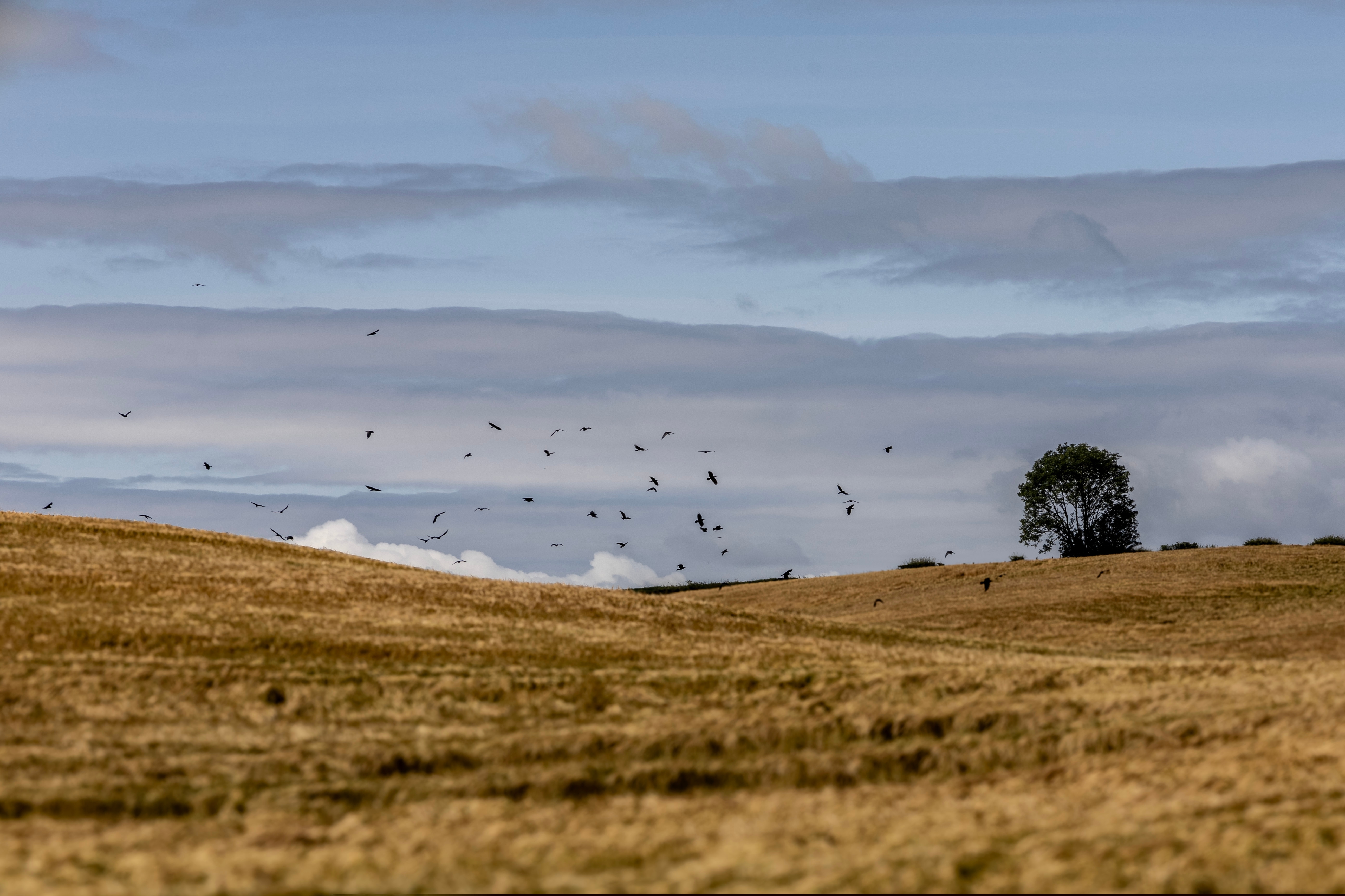 Durham University awarded research grant to transform crops Image