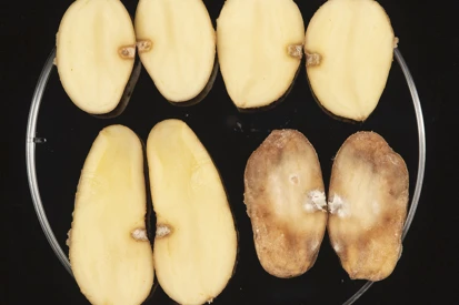 Oxford University secures major funding to revolutionise potato and wheat farming Image