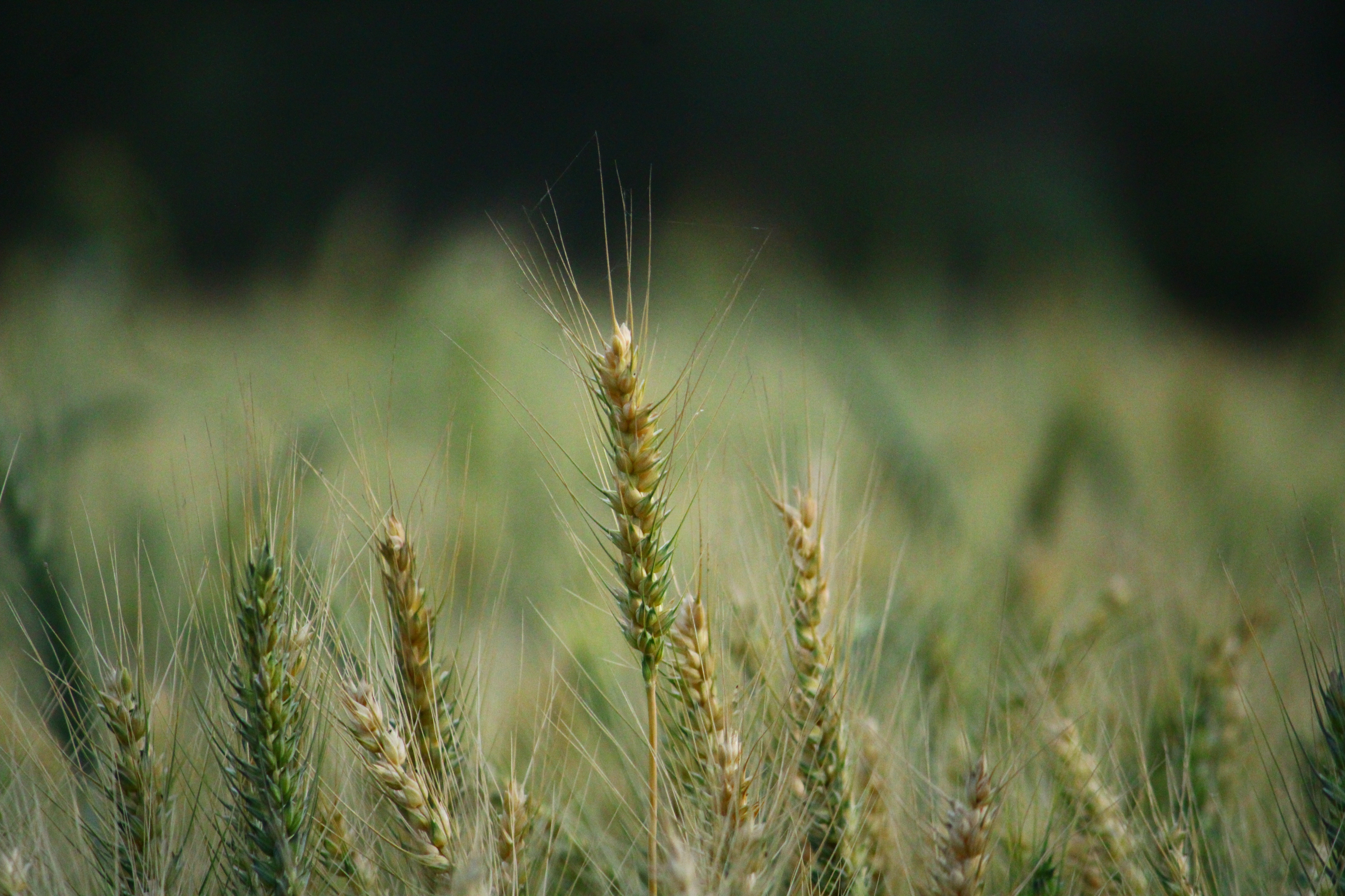 Innovation is not optional: why precision breeding is vital for the UK’s agricultural future Image